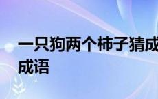 一只狗两个柿子猜成语 一个狗两个柿子打一成语 