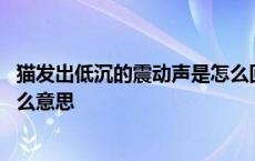 猫发出低沉的震动声是怎么回事 猫发出咕噜咕噜的声音是什么意思 