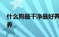 什么狗最干净最好养还小 什么狗最干净最好养 