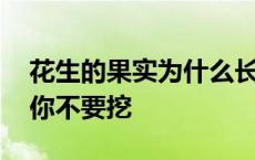 花生的果实为什么长在地底下 地底下的银子你不要挖 