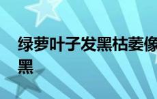 绿萝叶子发黑枯萎像烧焦怎么办 绿萝叶子发黑 