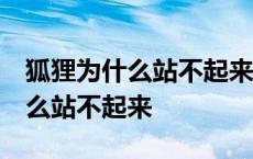 狐狸为什么站不起来?太狡猾(脚滑) 狐狸为什么站不起来 