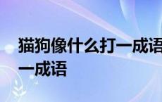 猫狗像什么打一成语打一成语 猫狗像什么打一成语 