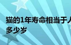 猫的1年寿命相当于人的几年 猫的寿命一年是多少岁 