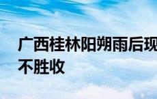 广西桂林阳朔雨后现火烧云 天空火红一片美不胜收