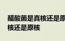 醋酸菌是真核还是原核细胞生物 醋酸菌是真核还是原核 