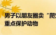 男子以朋友圈卖“爬宠”为掩护，卖起了国家重点保护动物