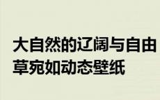 大自然的辽阔与自由！呼伦贝尔大草原蓝天碧草宛如动态壁纸