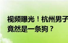 视频曝光！杭州男子手机离奇消失，“嫌犯”竟然是一条狗？