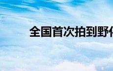 全国首次拍到野化放归大熊猫约会