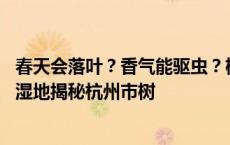 春天会落叶？香气能驱虫？树干被掏空还能活？ 免费去西溪湿地揭秘杭州市树