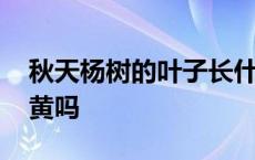 秋天杨树的叶子长什么样 杨树秋天叶子会变黄吗 