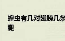 蝗虫有几对翅膀几条腿几对触角 蝗虫有几条腿 