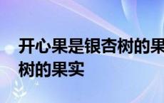 开心果是银杏树的果实吗图片 开心果是银杏树的果实 