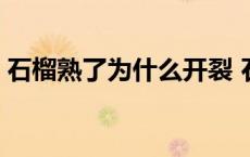 石榴熟了为什么开裂 石榴熟了为什么会炸开 