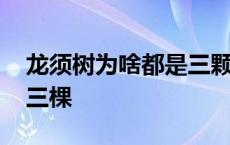 龙须树为啥都是三颗一盆 龙须树为什么一盆三棵 