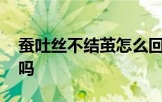 蚕吐丝不结茧怎么回事 蚕吐丝后没结茧会死吗 