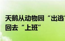 天鹅从动物园“出逃”落在机动车道被民警请回去“上班”