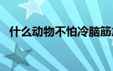 什么动物不怕冷脑筋急转弯? 什么动物不怕冷 