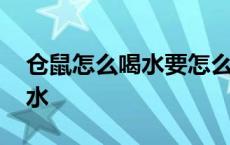 仓鼠怎么喝水要怎么给仓鼠喝水 仓鼠怎么喝水 