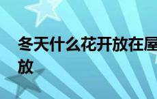 冬天什么花开放在屋里好养活 冬天什么花开放 