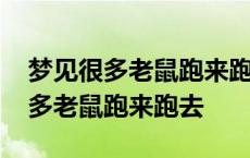 梦见很多老鼠跑来跑去还有两只死了 梦见很多老鼠跑来跑去 