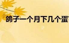 鸽子一个月下几个蛋? 鸽子一个月能下几个蛋 