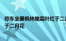 停车坐爰枫林晚霜叶红于二月花作者 停车坐爰枫林晚霜叶红于二月花 