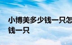 小博美多少钱一只怎么饲养 小型博美犬多少钱一只 