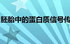 胚胎中的蛋白质信号传导远比以前认为的复杂